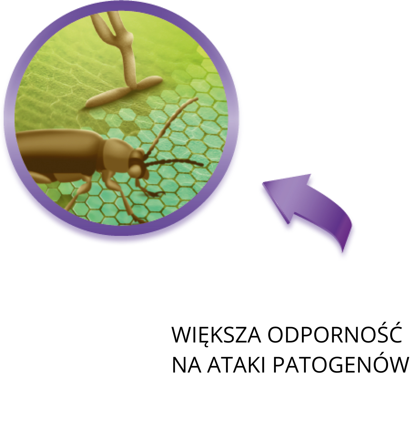 większa odporność na ataki patogenów